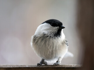 Portrait of a willow tit, close-up