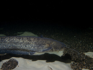 Underwater Close-Up of a Whiskered Catfish in Murky Freshwater Habitat