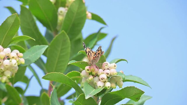 Farfalla colorata succhia il nettare dai fiori di una pianta di corbezzolo