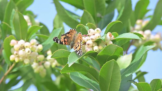 Farfalla colorata si nutre dai fiori di una pianta di corbezzolo