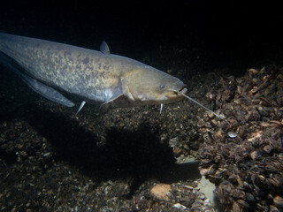 Underwater Close-Up of a Whiskered Catfish in Murky Freshwater Habitat