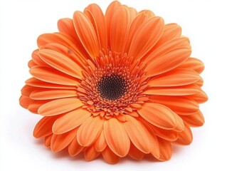 Vibrant orange gerbera daisy in full bloom