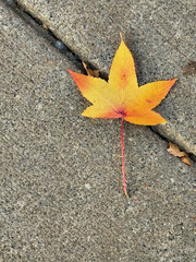 Fallen leaf, November 2024