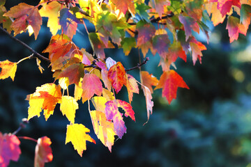 Fall foliage on a tree branch on the farm, October 2024