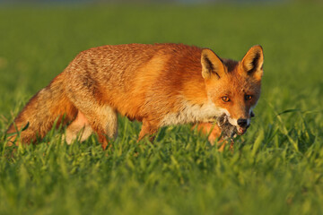 Lis rudy, lis pospolity (Vulpes vulpes) © Bartosz Rakoczy