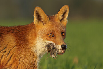 Lis rudy, lis pospolity (Vulpes vulpes) © Bartosz Rakoczy