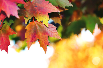 autumn maple leaves
