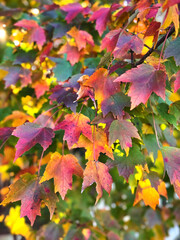 Rainbow foliage on the farm, October 2024
