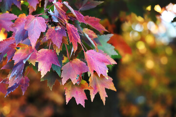 Fall foliage up close on the farm, October 2024