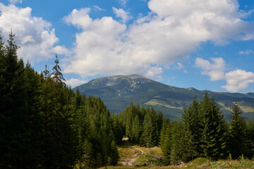 Mija peak in the Parang mountains with green pine forests and a blue sky with puffy clouds on a summer day in Romania