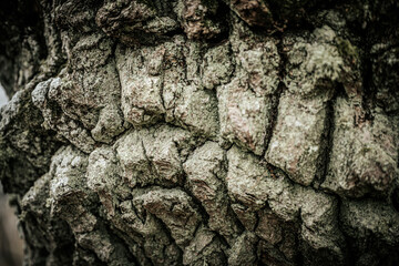 A detailed close-up of rugged tree bark showcasing intricate, twisted patterns and deep grooves. The bark texture highlights the natural, aged look of the tree.