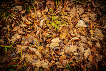 A small, fresh green oak leaf lies on a bed of decaying brown and yellow autumn leaves, creating a striking contrast of life amidst the fallen foliage. Dewdrops add a touch of freshness to the green
