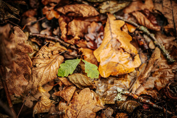 A small, fresh green oak leaf lies on a bed of decaying brown and yellow autumn leaves, creating a striking contrast of life amidst the fallen foliage. Dewdrops add a touch of freshness to the green