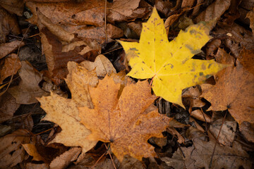 A vibrant yellow maple leaf stands out against a backdrop of brown, decaying oak leaves on the forest floor. The image captures the contrast of colors