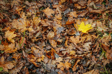 A vibrant yellow maple leaf stands out against a backdrop of brown, decaying oak leaves on the forest floor. The image captures the contrast of colors