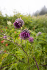 Wildflowers on a Rainy Day in the Mt. Baker-Snoqualmie National Forest in Washington