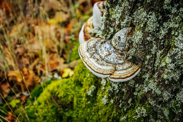 Detailed macro shot of a large polypore mushroom, or bracket fungus, attached to a tree trunk. The...