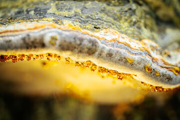 showcasing droplets of amber-colored resin exuding from the underside of a polypore mushroom. The...