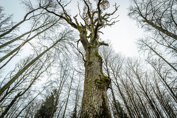 Obraz premium A striking low-angle view of a large tree, its moss-covered trunk extending upwards into bare, twisting branches against a cloudy sky. The moss adds vibrant green contrast to the textured bark.