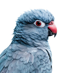 Obraz premium Vibrant Blue Parrot Portrait