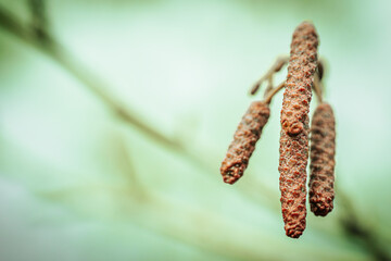 A detailed macro shot of alder tree catkins against a soft, blurred background. The texture of the catkins stands out with its rough, brown surface, signaling the early signs of spring.