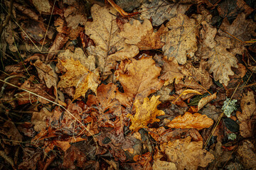 A small, fresh green oak leaf lies on a bed of decaying brown and yellow autumn leaves, creating a striking contrast of life amidst the fallen foliage. Dewdrops add a touch of freshness to the green