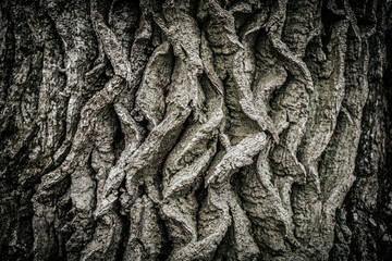 A detailed close-up of rugged tree bark showcasing intricate, twisted patterns and deep grooves. The bark texture highlights the natural, aged look of the tree.