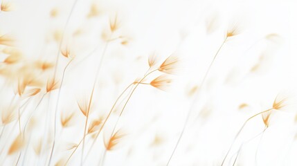 Delicate golden wheat stalks swaying in the breeze