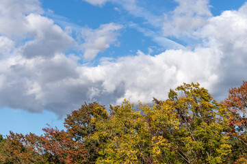 紅葉した葉と青空と白い雲