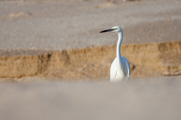 Garça-branca-pequena (Egretta garzetta). Uma garça a espreitar de dentro de uma vala onde passa um pequino riacho.