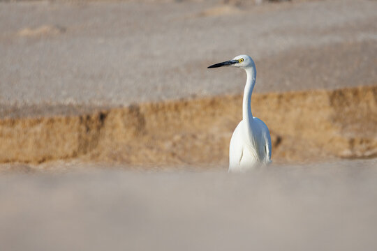 Gar&ccedil;a-branca-pequena (Egretta garzetta). Uma gar&ccedil;a a espreitar de dentro de uma vala onde passa um pequino riacho.