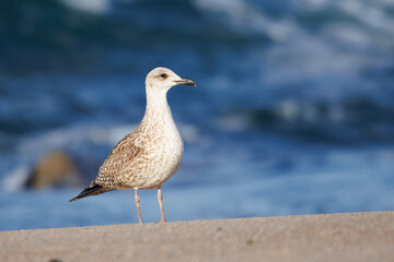Gaivota-d’asa-escura (Larus fuscus). Uma Gaivota na praia junto ao mar a procurar de comida,