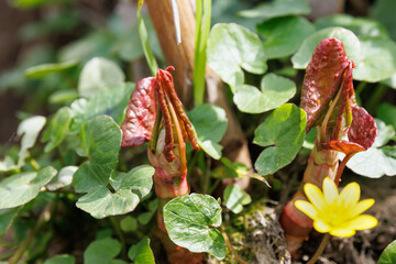 Sprossen des Japanischen Staudenknöterichs am Flussufer - Fallopia japonica