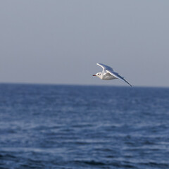 Guincho-comum (Chroicocephalus ridibundus), Um Guincho a voar por cima do mar azul