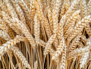 Closeup of golden wheat stalks in a field