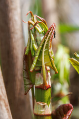 Sprossen des Japanischen Staudenknöterichs am Flussufer - Fallopia japonica