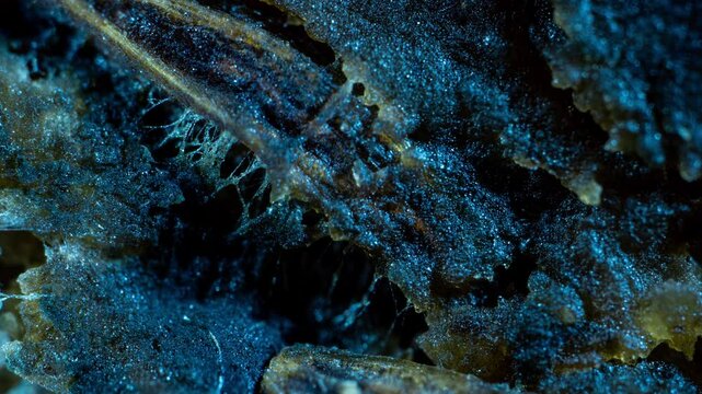 Super Macro: Time-Lapse of Bread Mold Growth