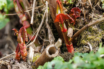 Sprossen des Japanischen Staudenknöterichs am Flussufer - Fallopia japonica