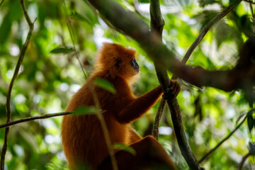 Fototapeta premium Red leaf monkey profile portrait