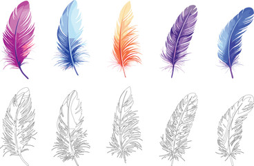 Colorful and Monochrome Feather Illustrations Collection