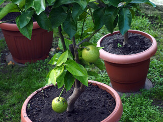 Lemon tree with green fruits growing in pots on the ground.