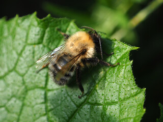 Bumblebee on a green leaf in the garden. Macro.