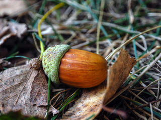Acorn on the ground in the autumn forest. Close-up.