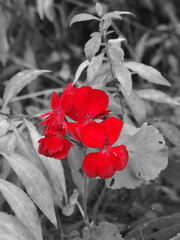 Red geranium flowers in the garden, black and white tone.