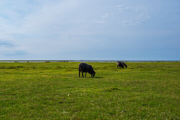 Weidende Schafe auf Südöland, Schweden