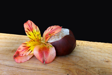 Chestnut and Lily 04