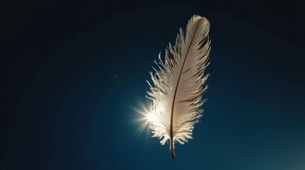 Delicate feather against a dark background with a glowing light source