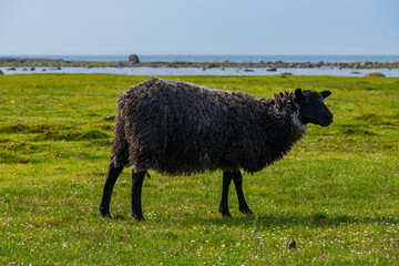 Weidende Schafe auf Südöland, Schweden