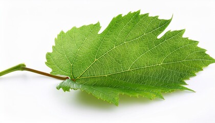 Obraz premium grape leaf on the white background