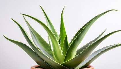 Obraz premium aloe vera plant isolated on white